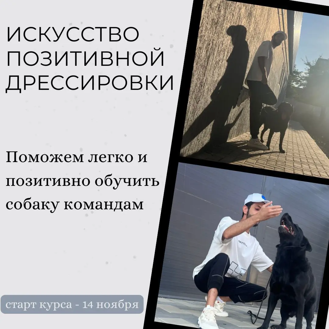ИСКУССТВО Позитивной ДРЕССИРОВКИ