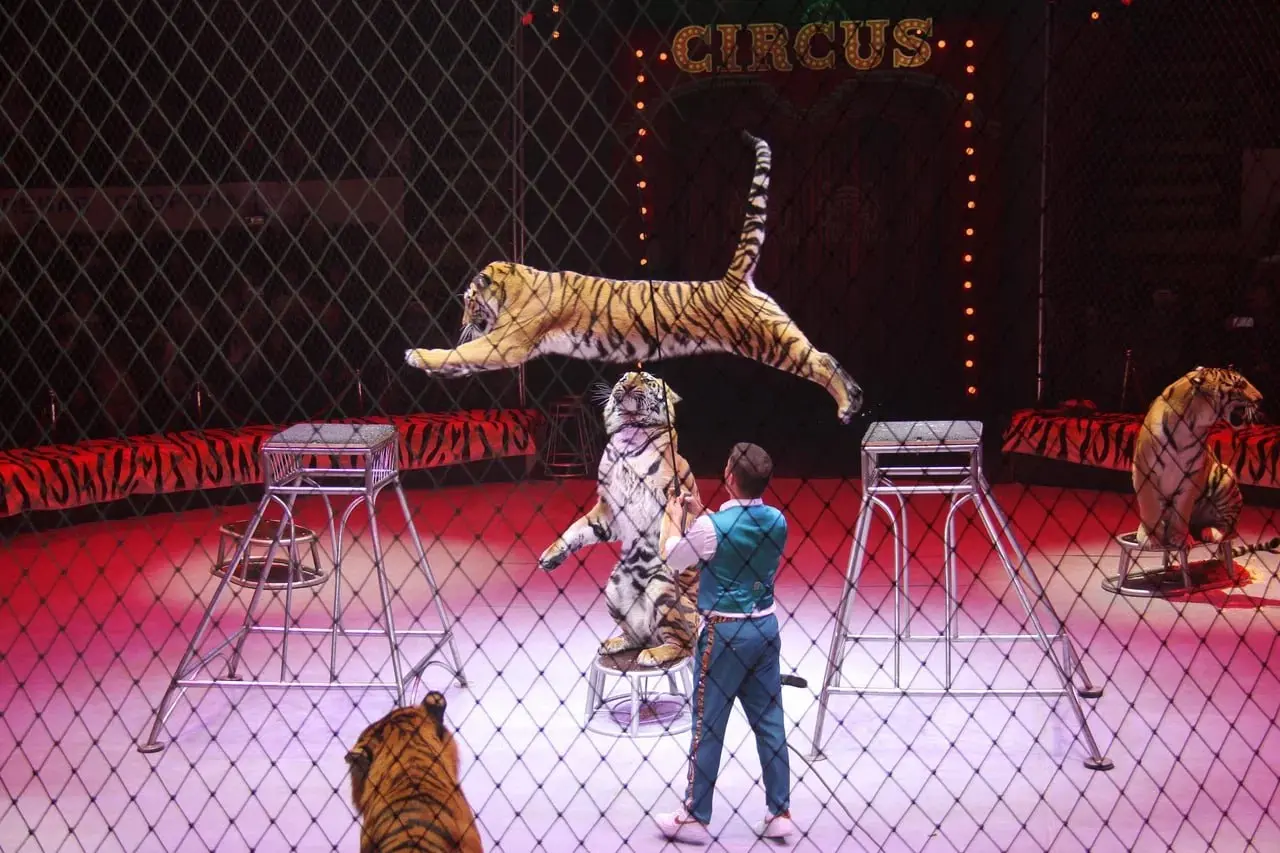 Золотой сезон премьер в цирках новых регионов