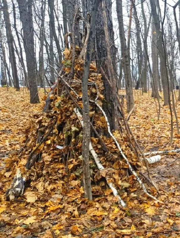 Краски осени и танец листопада