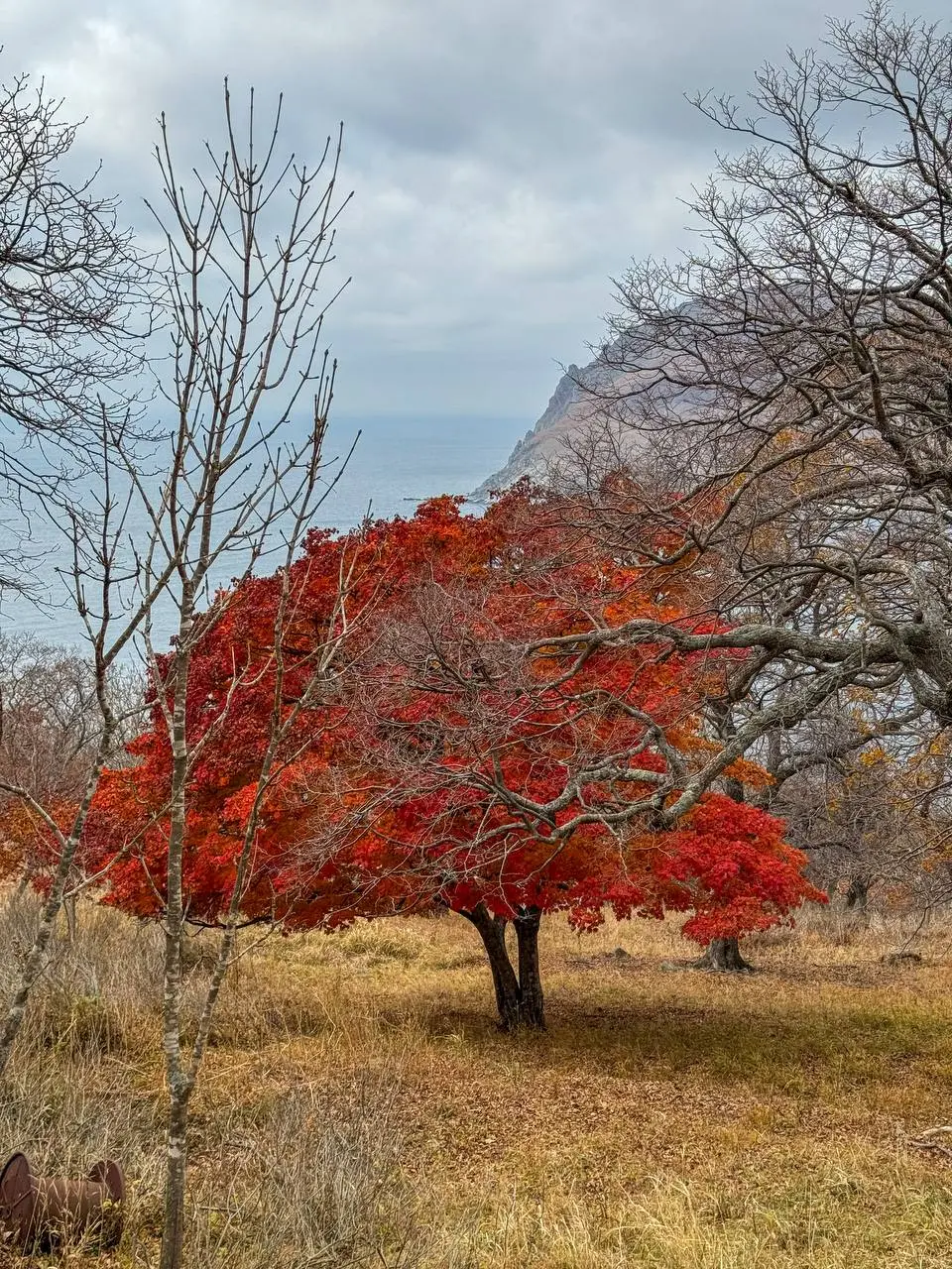 Катерный тур на остров Аскольд с морскими котиками и старинными маяками