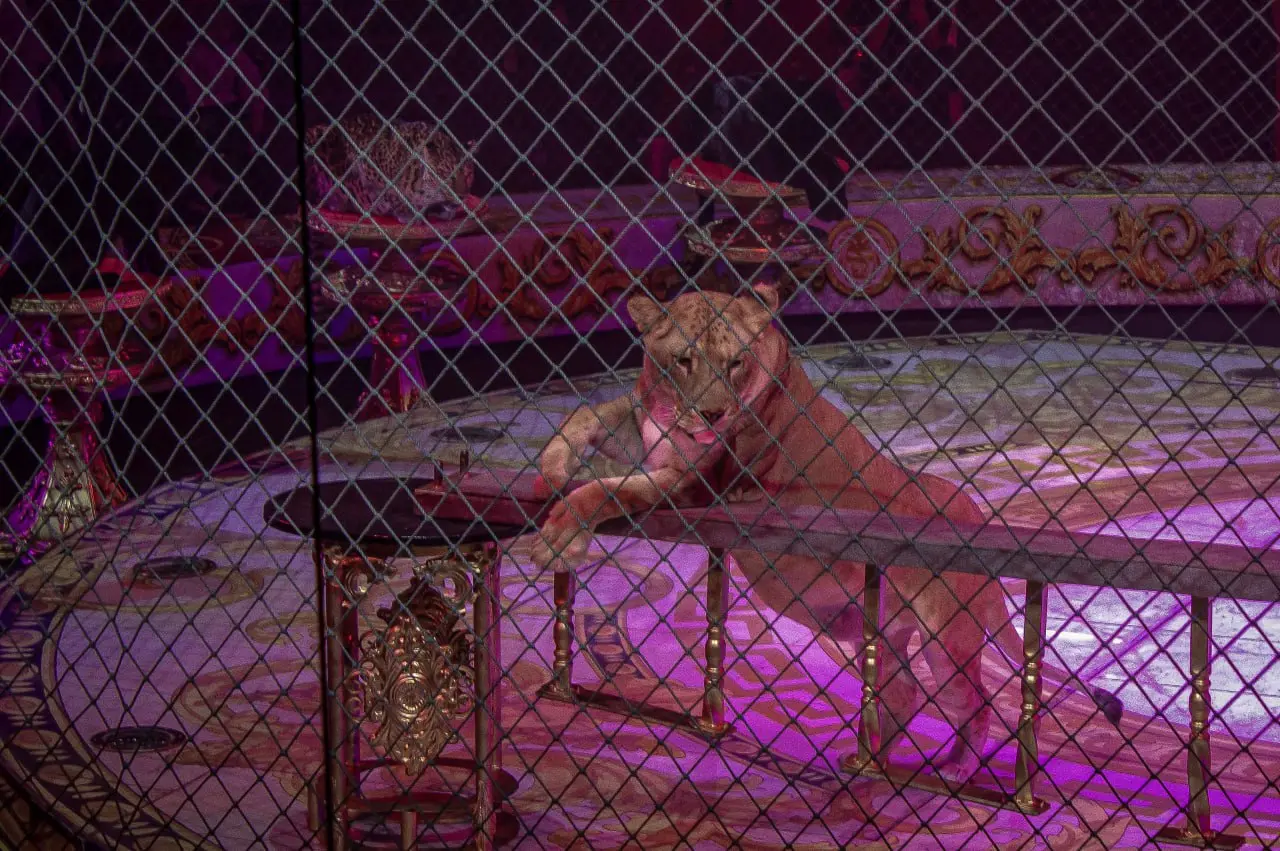 Осенние гастроли Росгосцирка в ЛНР и ДНР