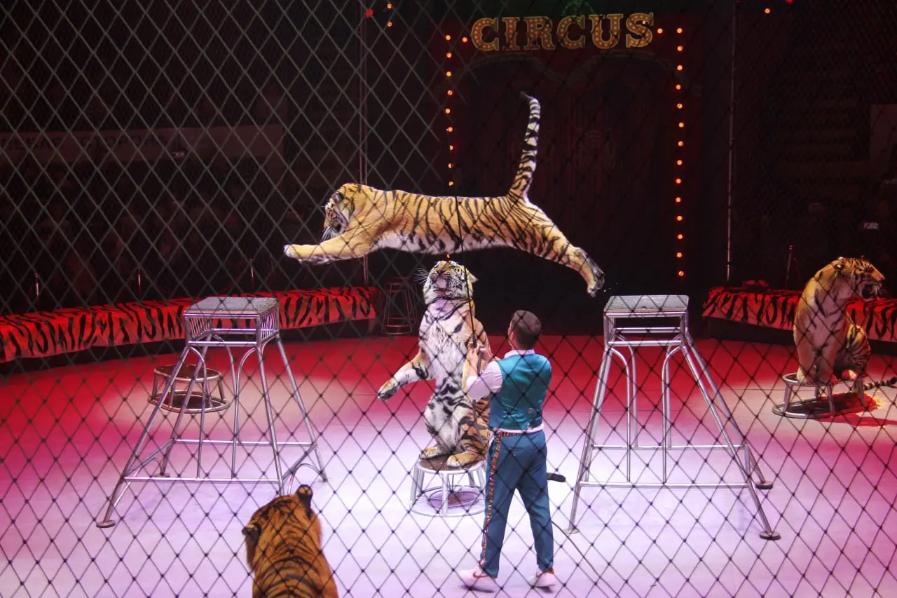 Осенние гастроли Росгосцирка в ЛНР и ДНР