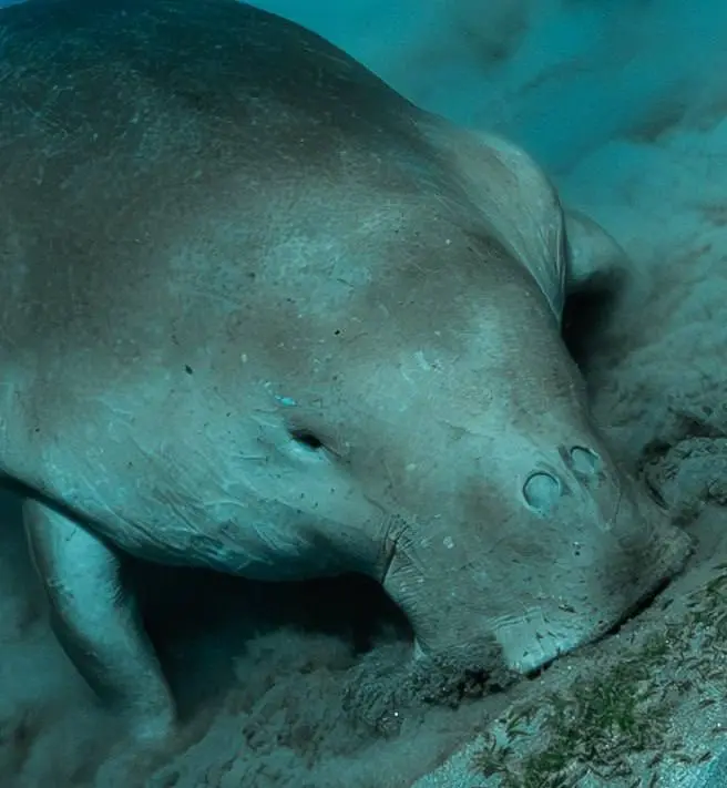 Египет: рифы, дельфины и дюгони — смена в Египте