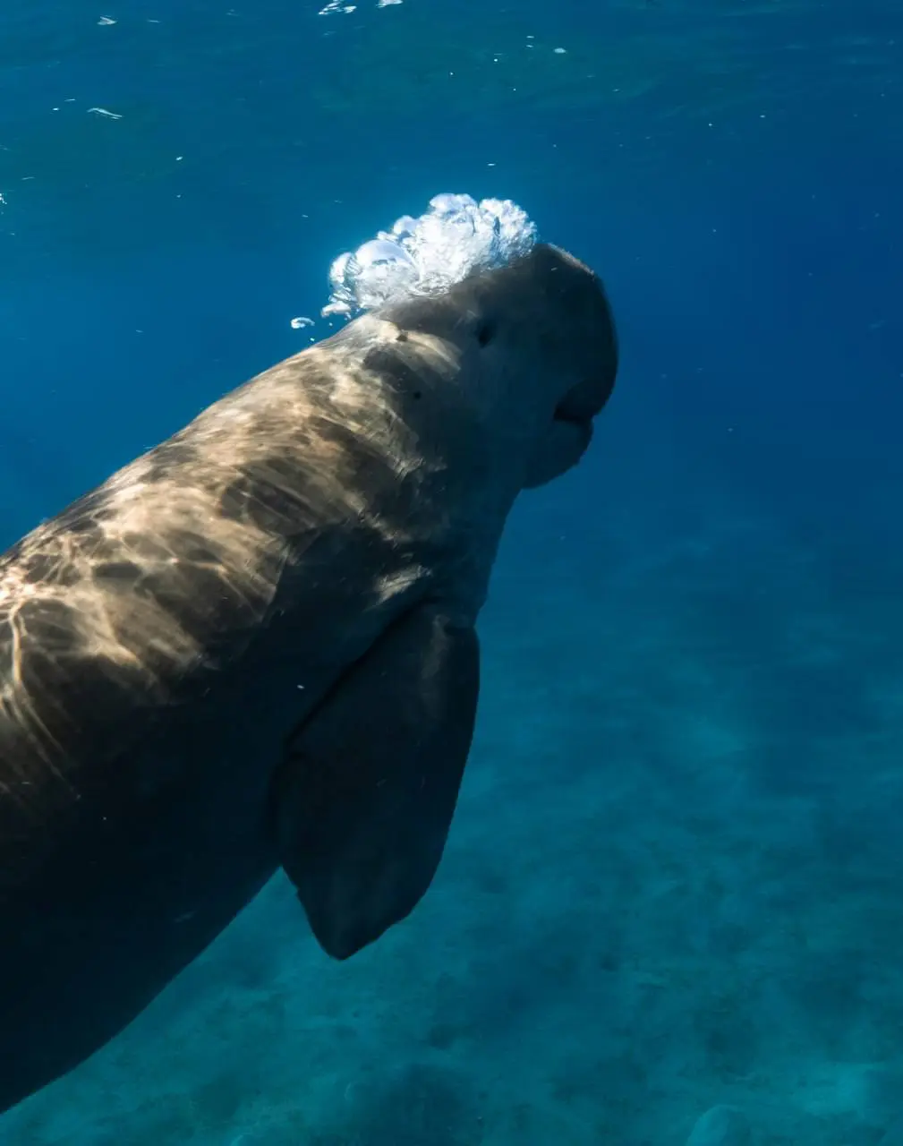 Египет: рифы, дельфины и дюгони — смена в Египте