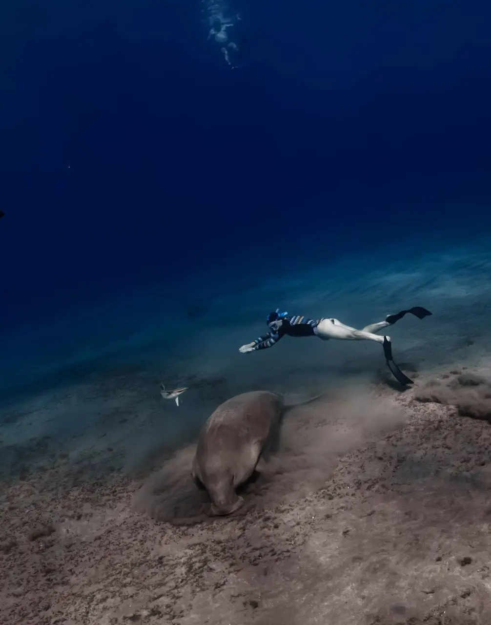 Египет: рифы, дельфины и дюгони — смена в Египте