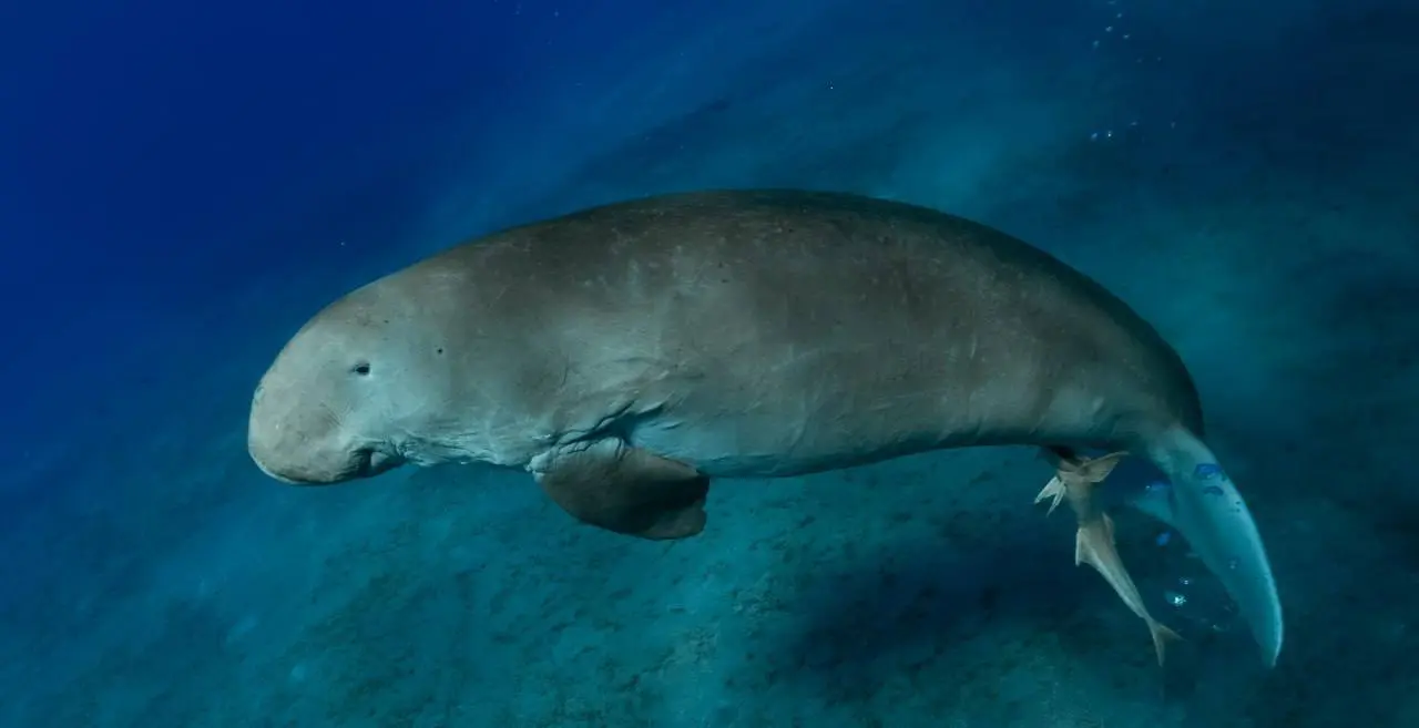 Египет: рифы, дельфины и дюгони — смена в Египте