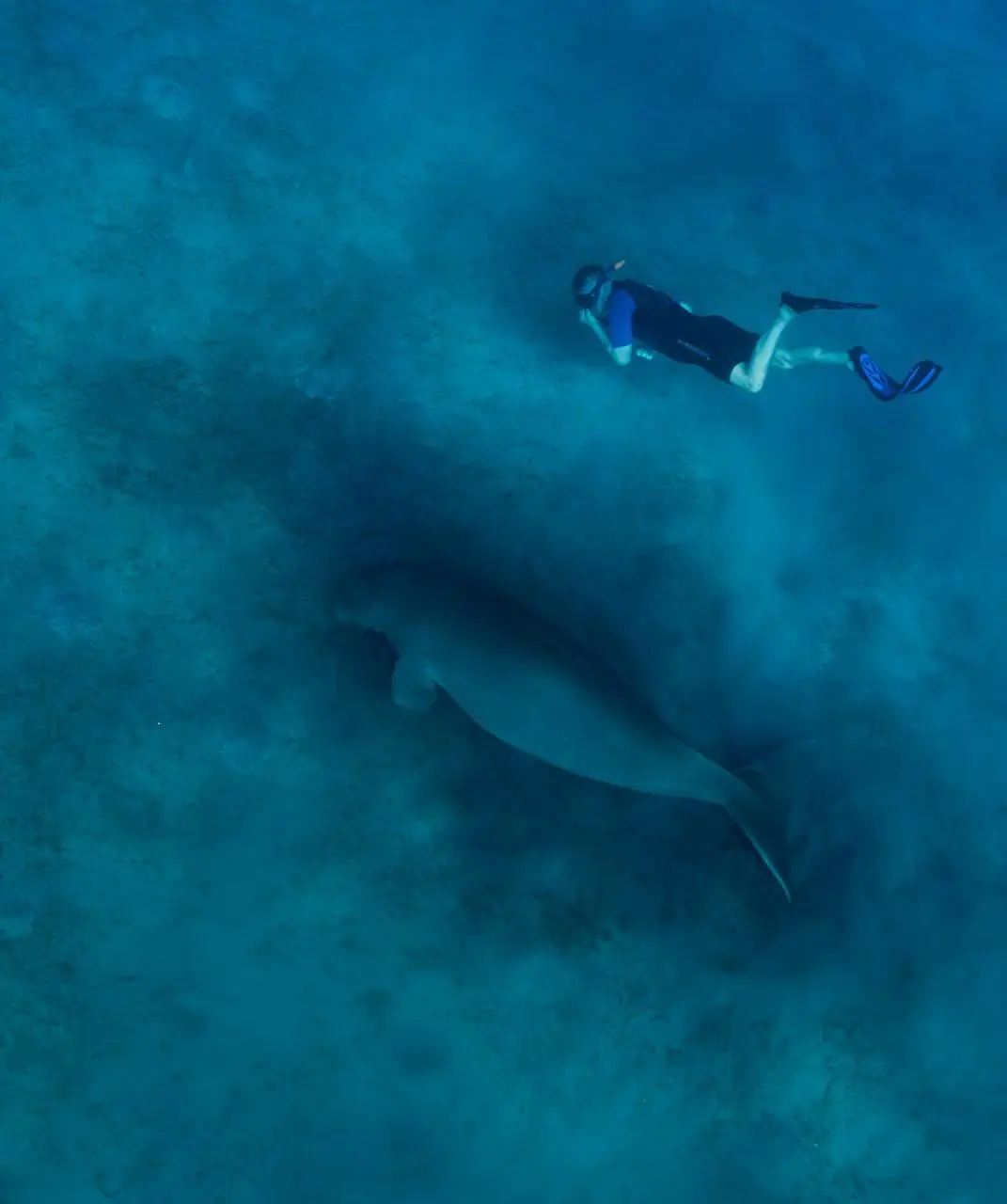 Египет: рифы, дельфины и дюгони — смена в Египте