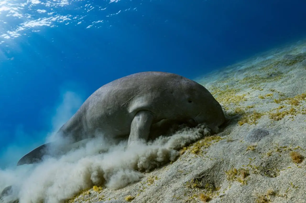 Египет: рифы, дельфины и дюгони — смена в Египте