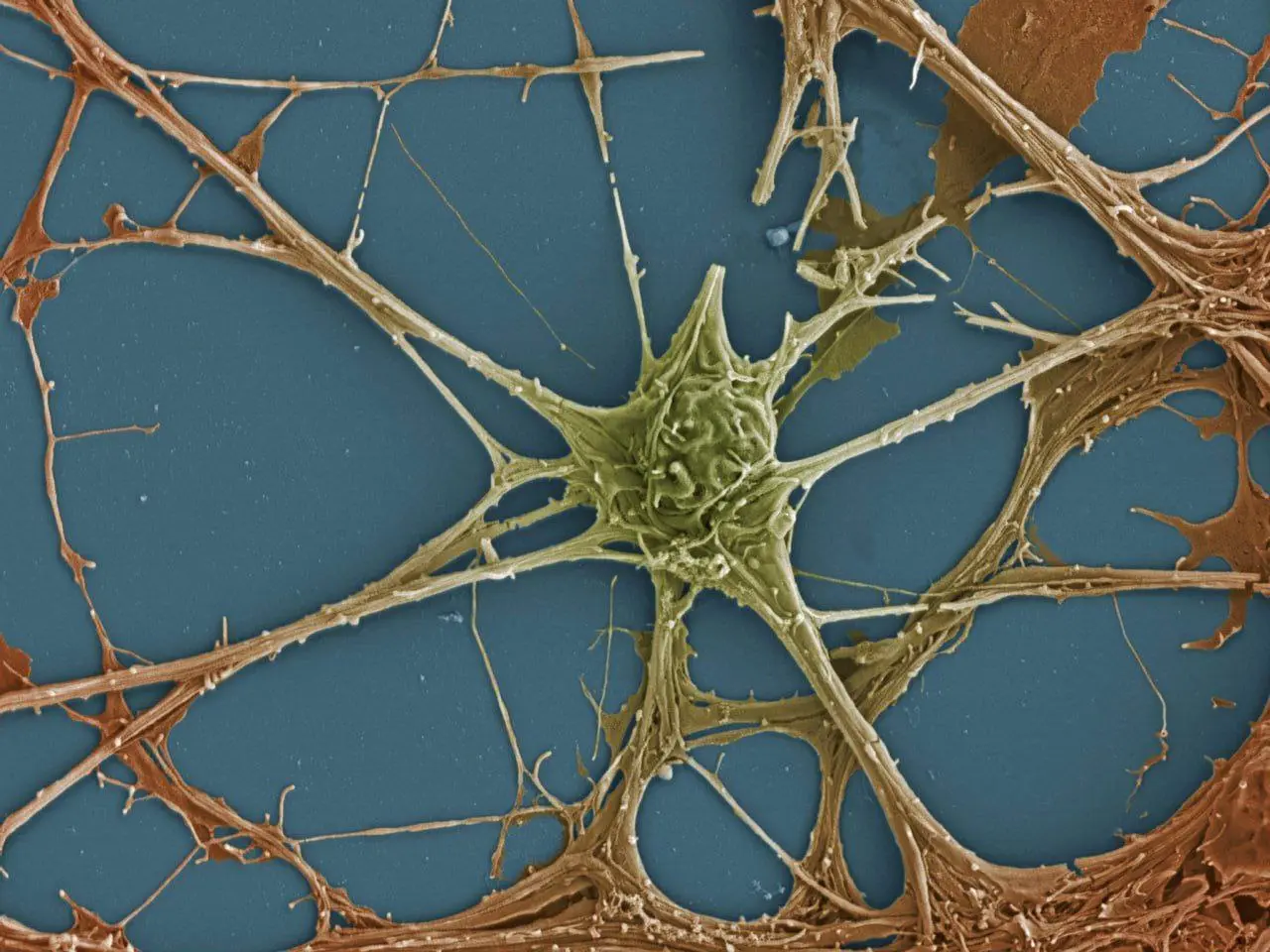 НЕРВНАЯ СИСТЕМА И ТАНЕЦ