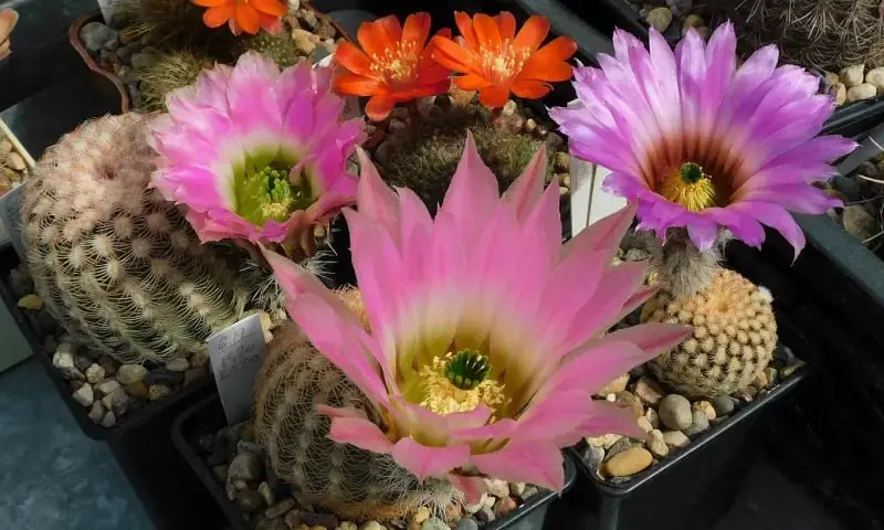 Выставка кактусов