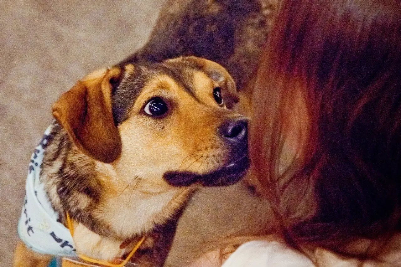 Фестиваль-пристройство «Собаки, которые любят… и котики!»