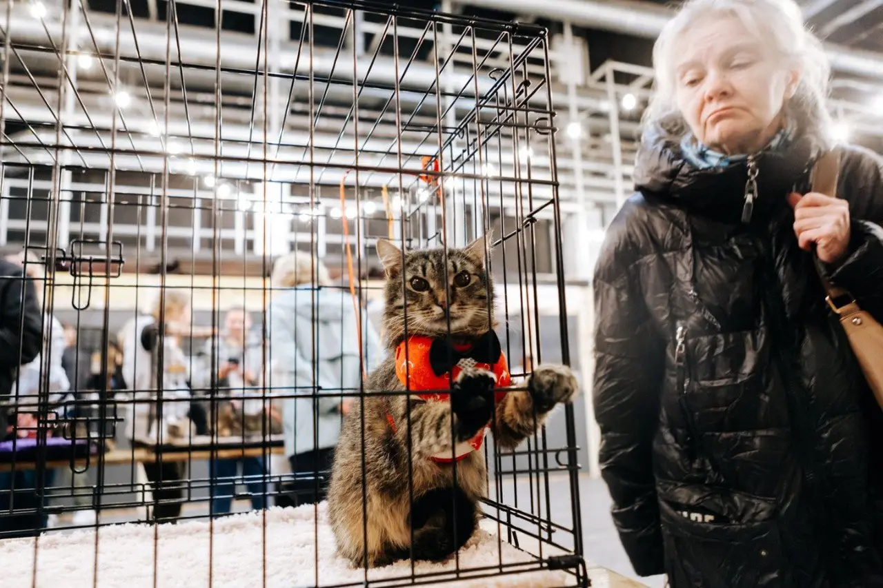 Фестиваль-пристройство «Собаки, которые любят… и котики!»