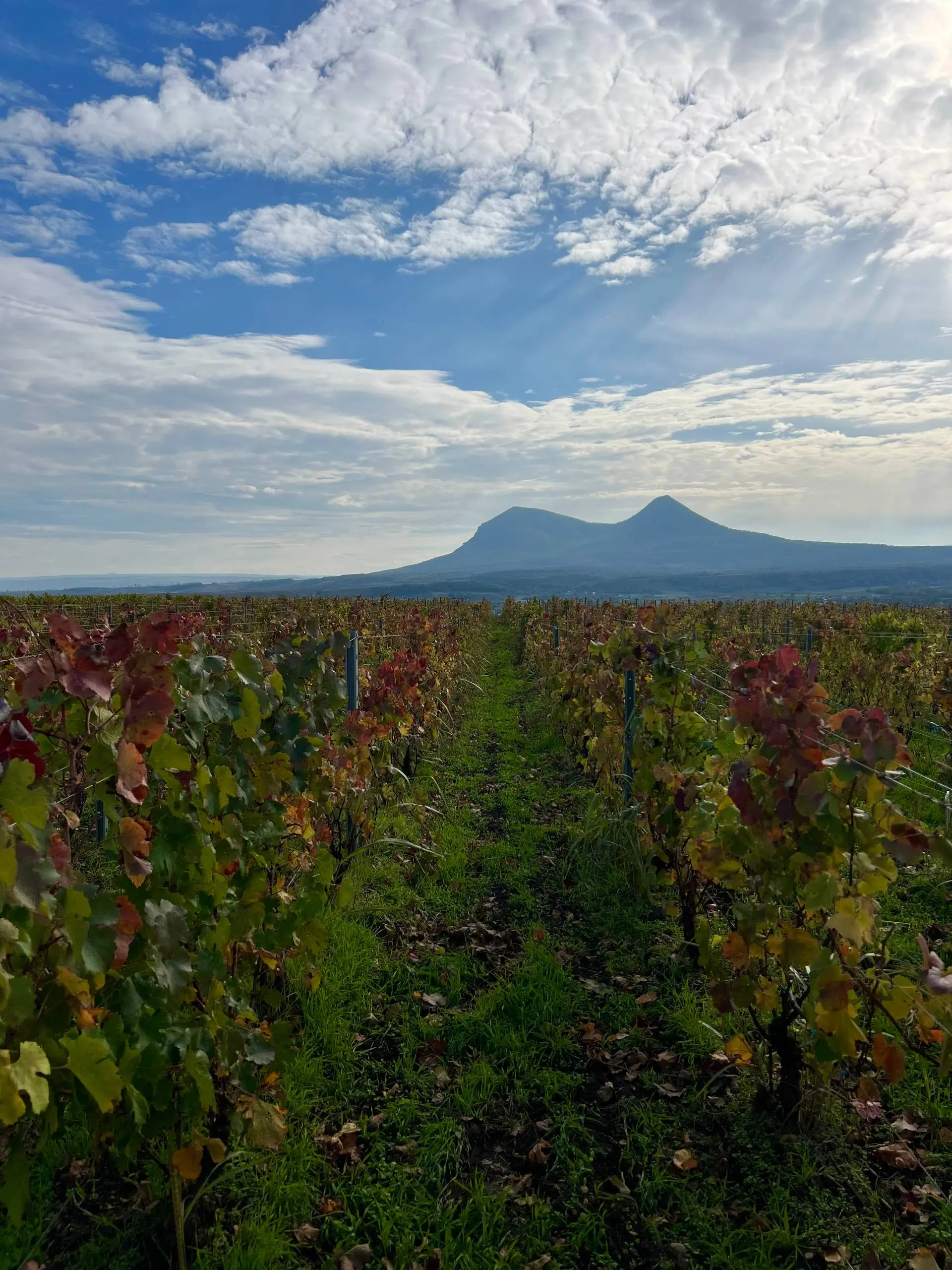 Большая дегустация вин Темпельхоф