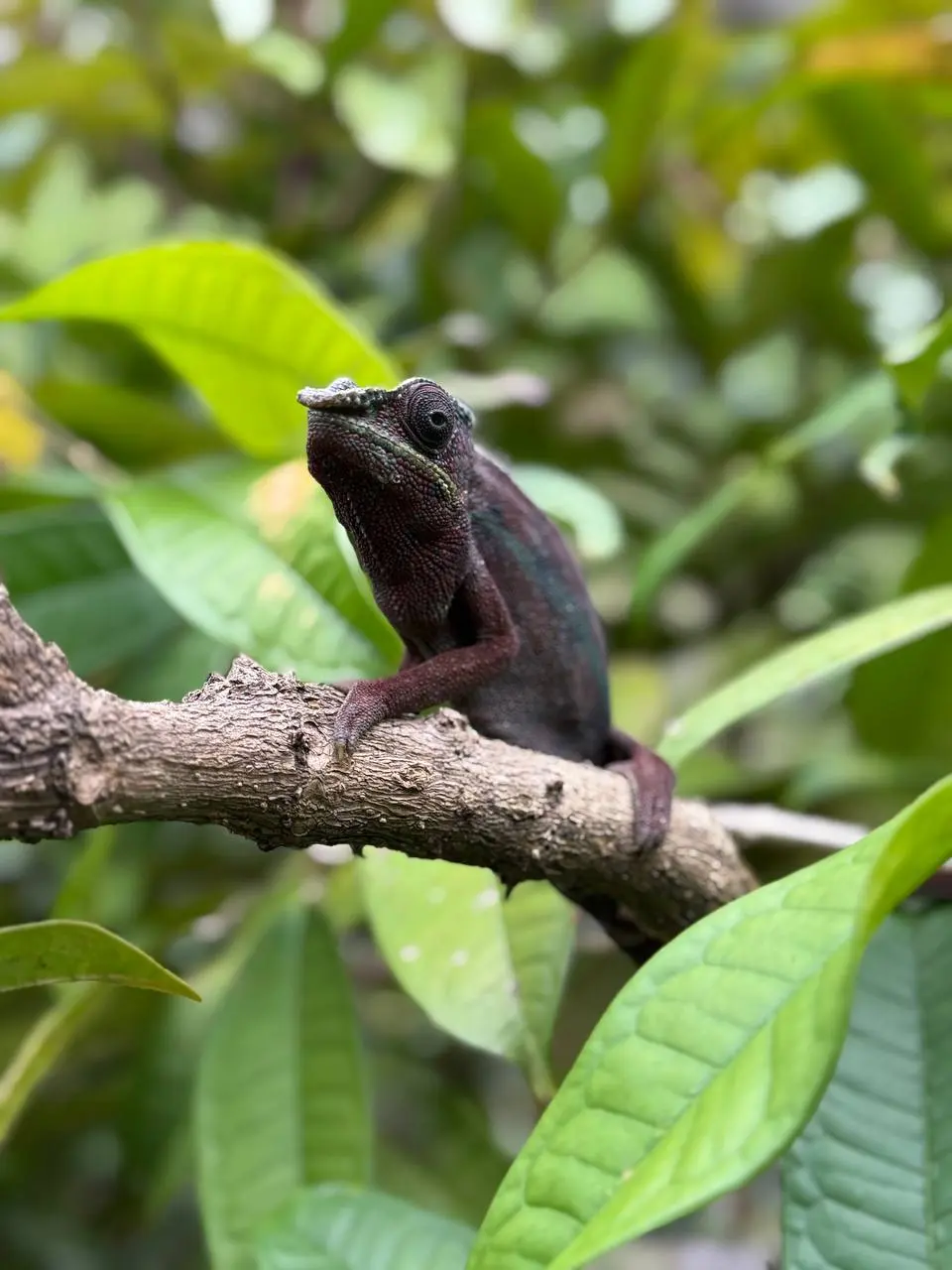 Семейное путешествие на Мадагаскар 8+