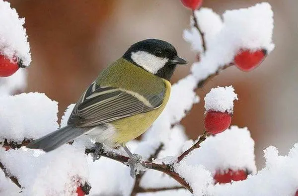 Экологический час "Синичкины странички"