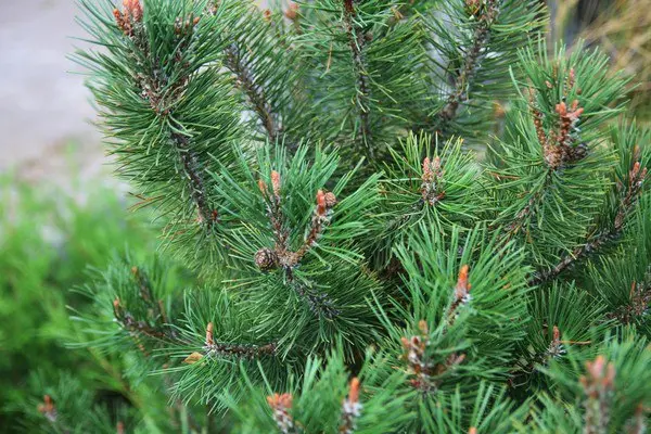 Краеведческий лекторий "Памятники природы Ульяновской области"