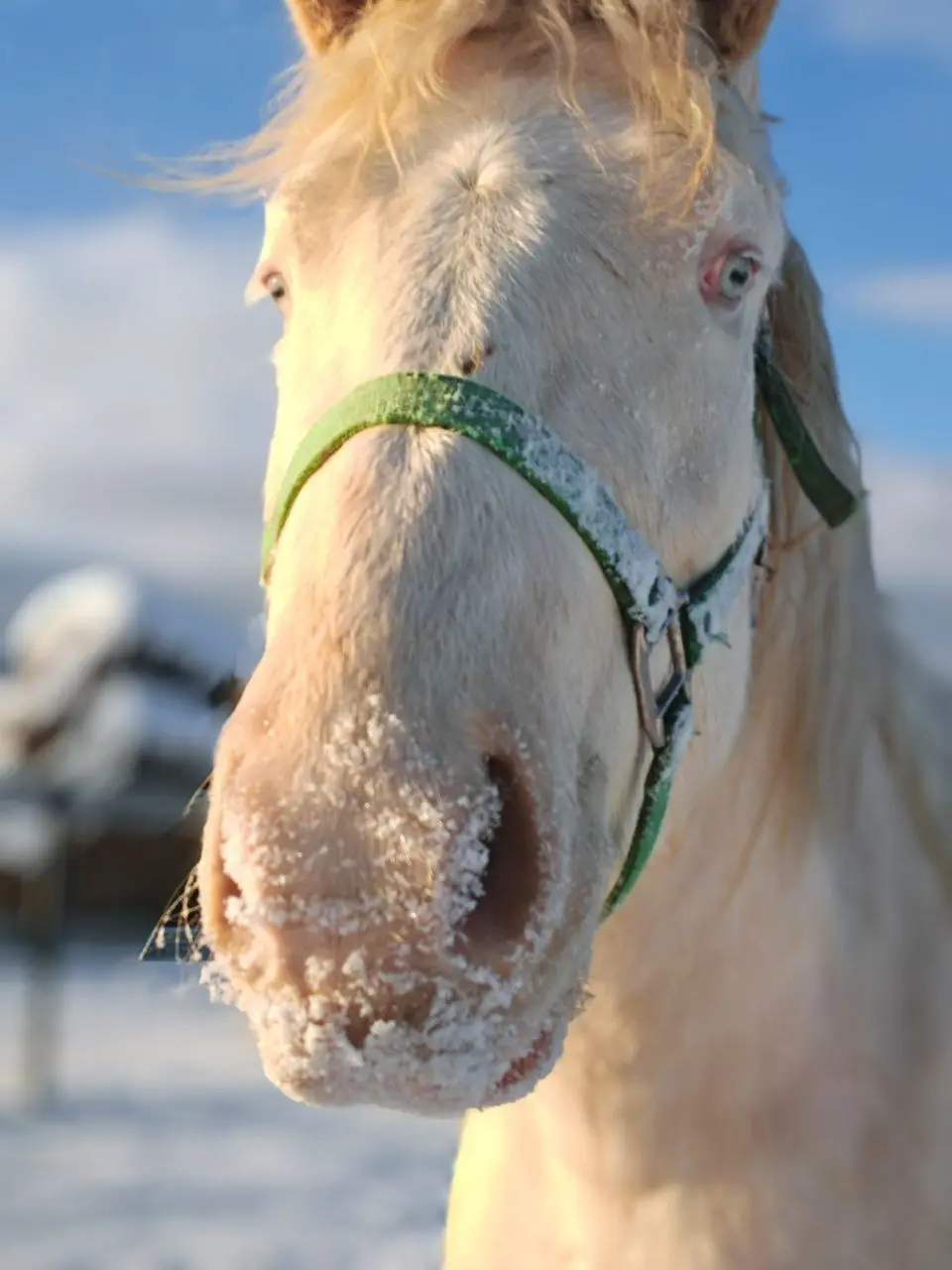 Год лошади в Конном Клубе "Таруса" Новогодняя смена