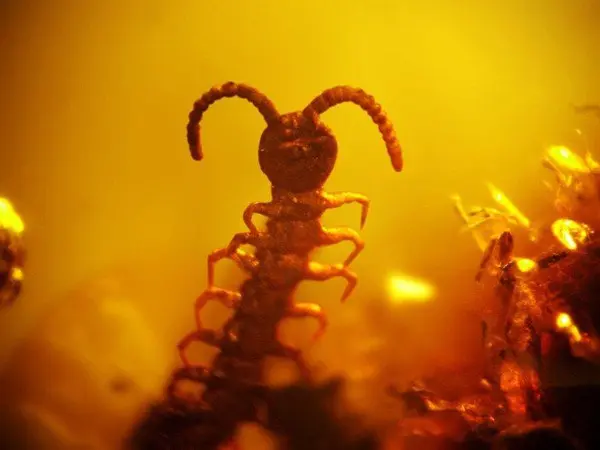 Выставка "Доисторические насекомые в янтаре"