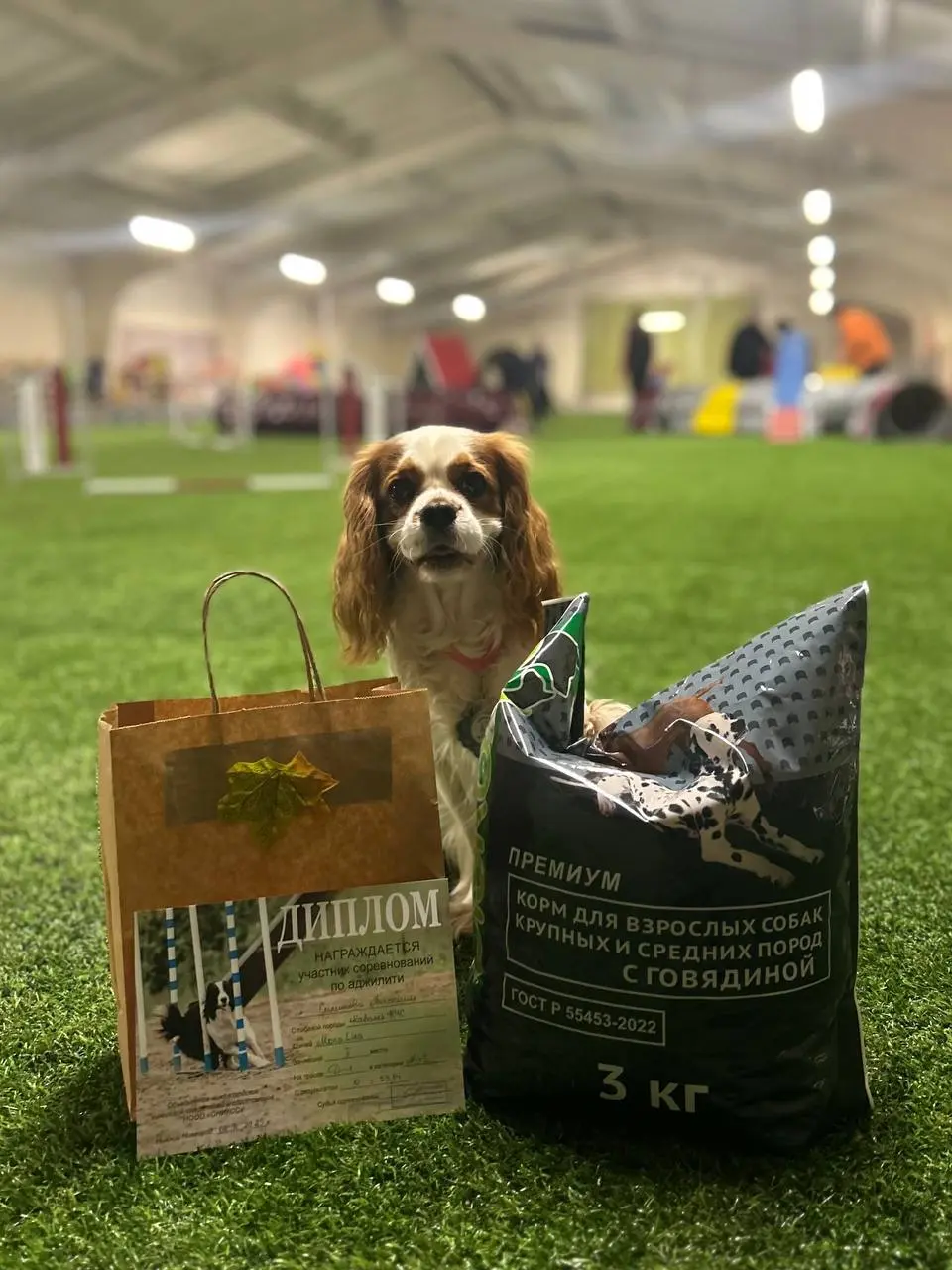 Ещё немного соревновательного) Если завтра не будет дождя, ждите интересное❤️ #аджилити