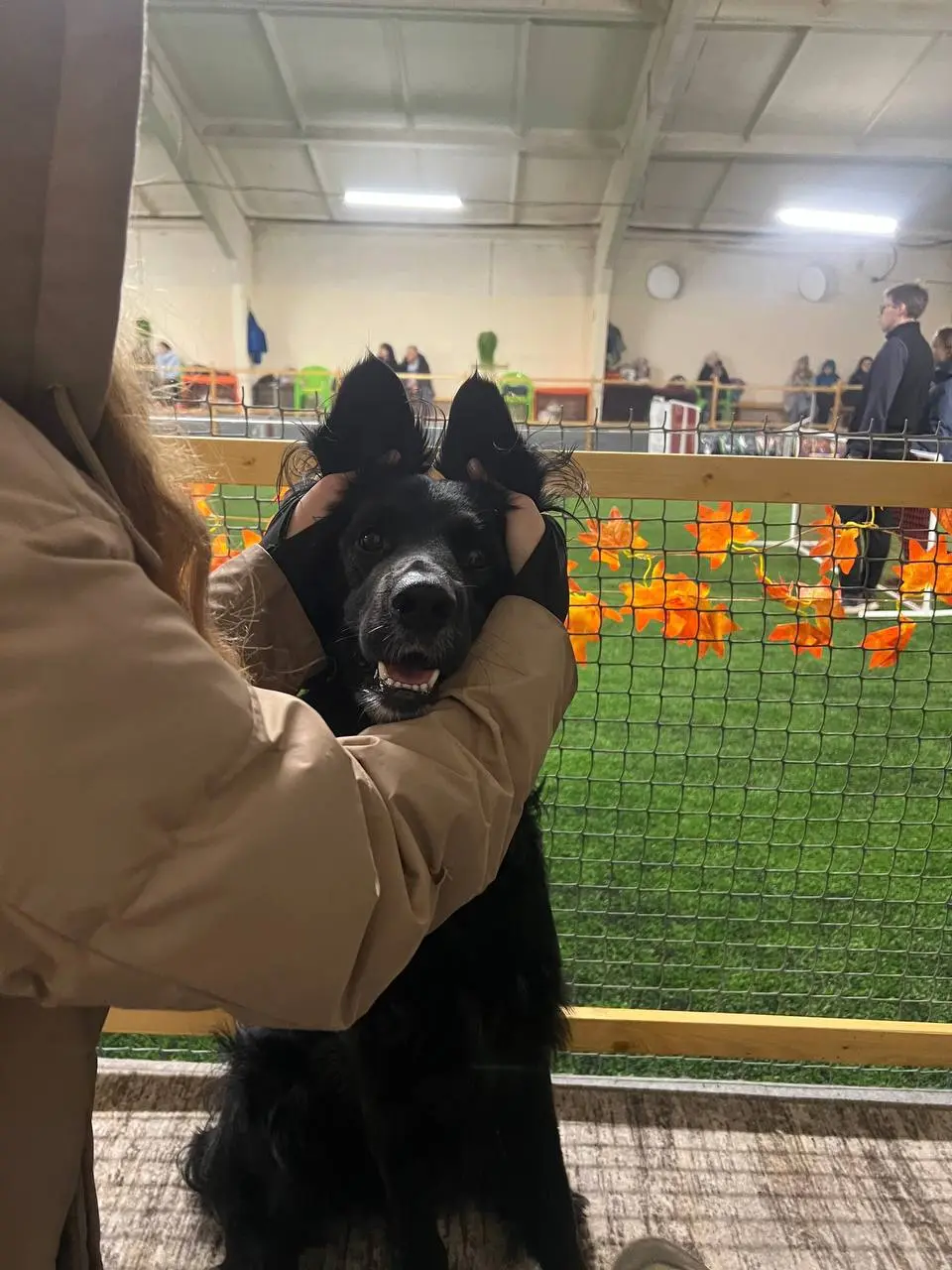 Ещё немного соревновательного) Если завтра не будет дождя, ждите интересное❤️ #аджилити