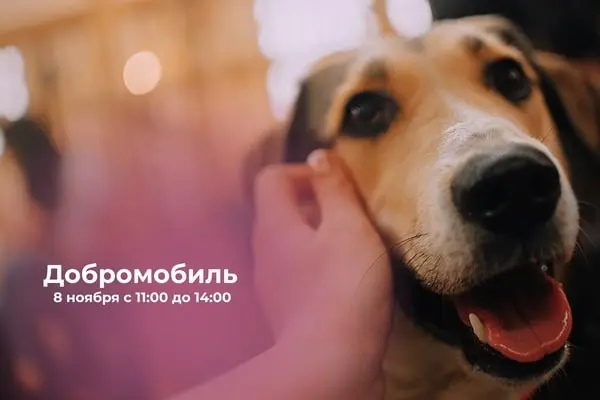 Акция Добромобиль по сбору корма и лекарств для бездомных животных