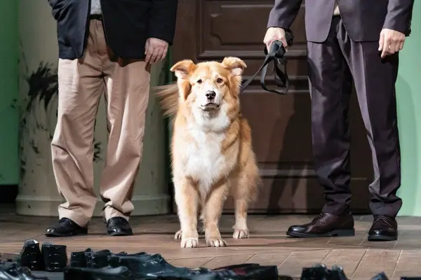 Собачье сердце