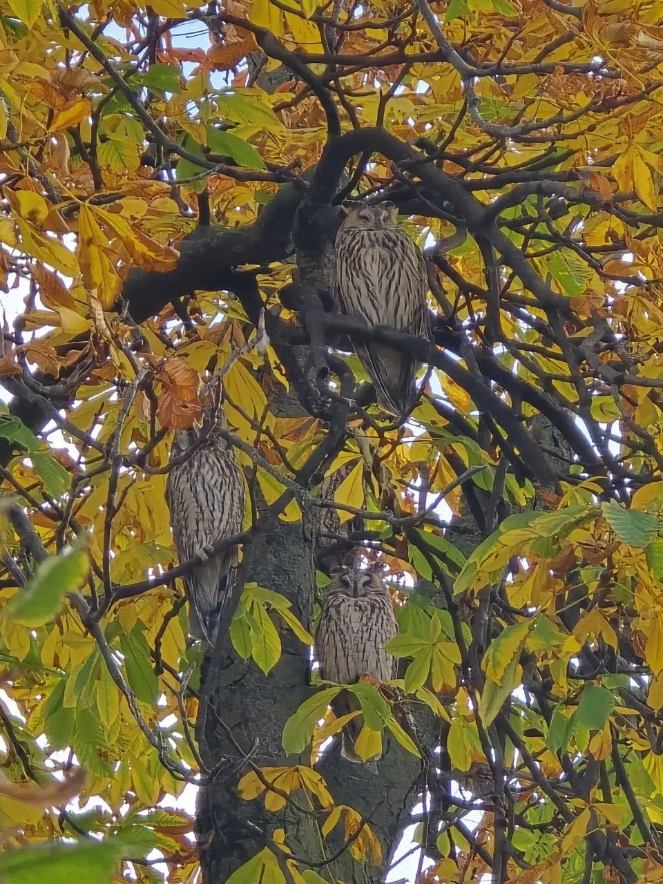 Кикинда и спа-термы-город, где обитают совы
