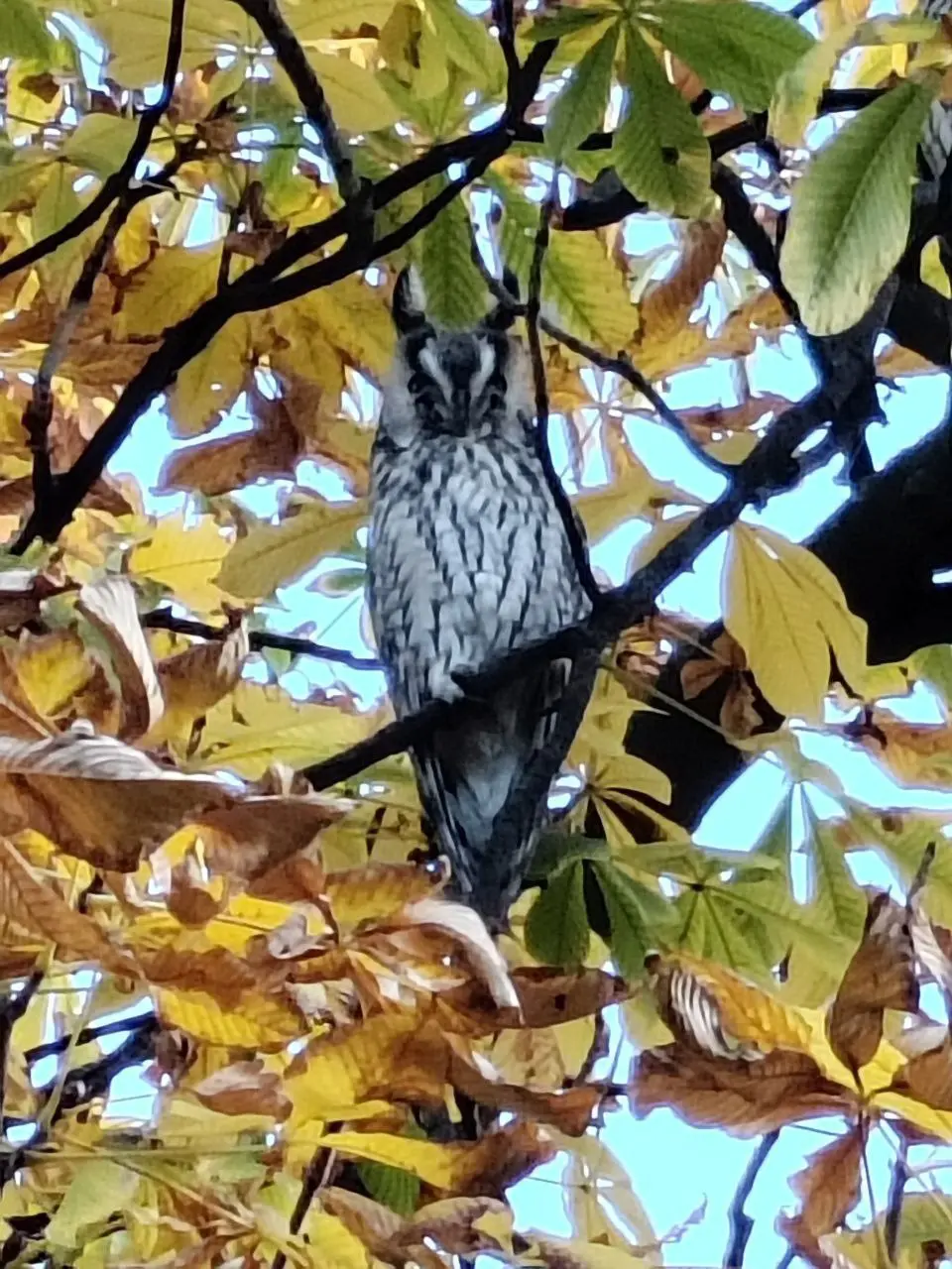 Кикинда и спа-термы-город, где обитают совы