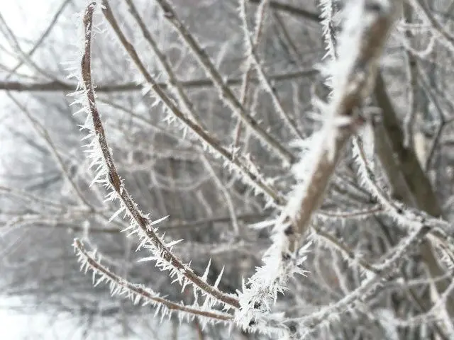 Ёлки Липецкой земли