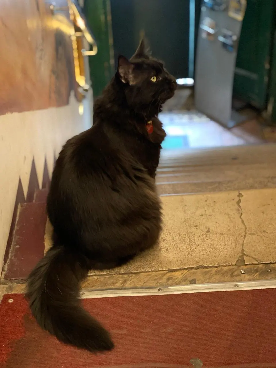 Рассказы кота Бегемота