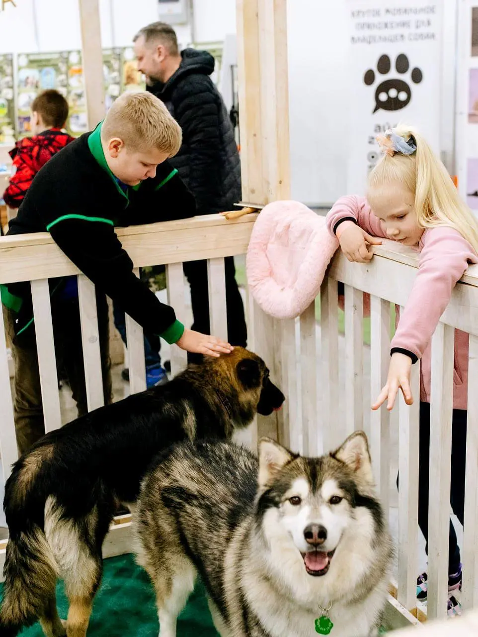 Город собак + мир кошек