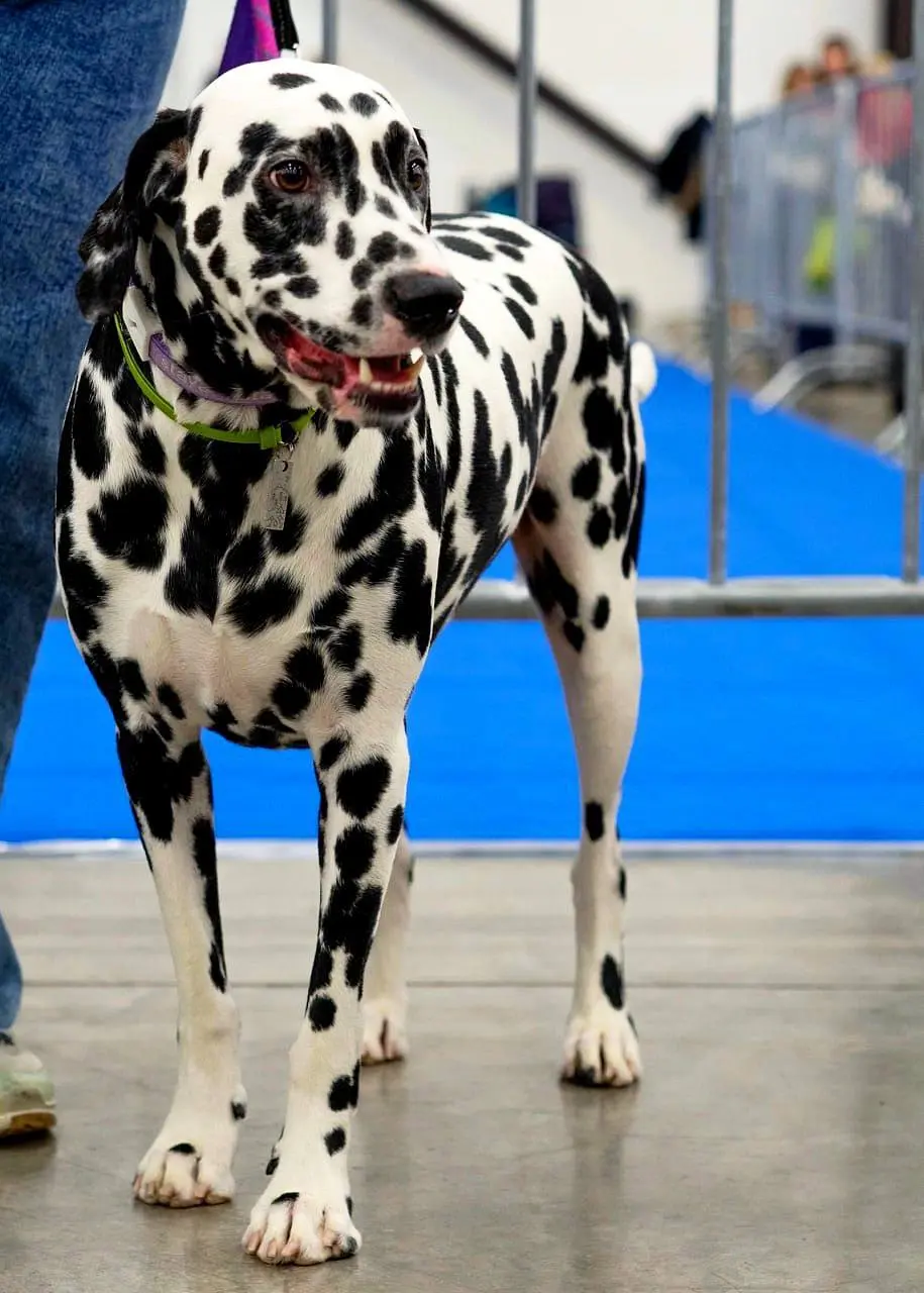 Город собак + мир кошек