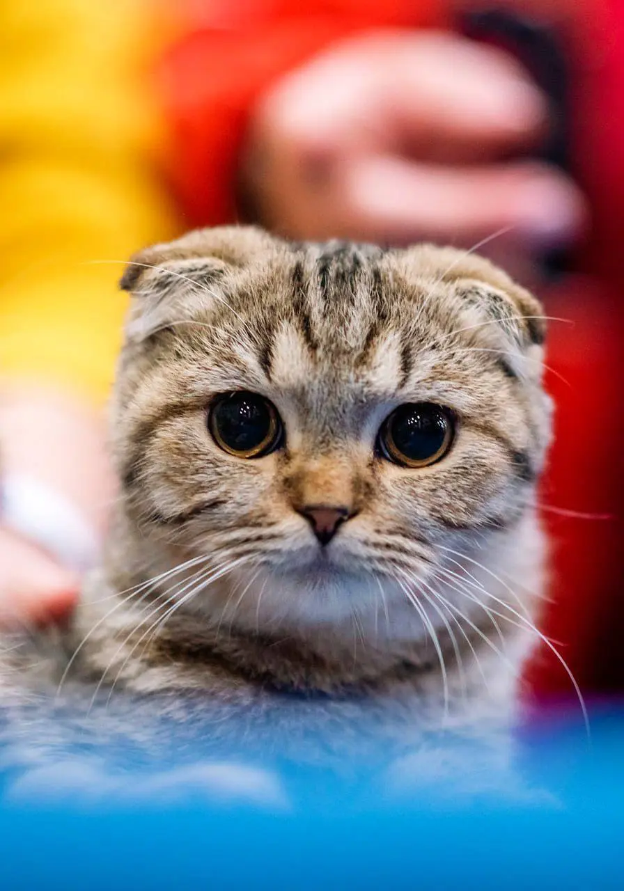 Город собак + мир кошек