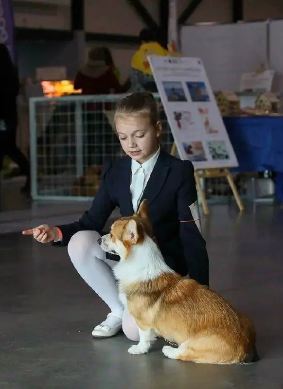 Город собак + мир кошек