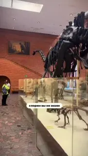 Разберёмся в этапах зарождения жизни и разнице между ящером и динозавром