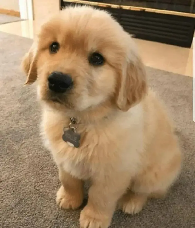 Выставка собак на Казанском ипподроме