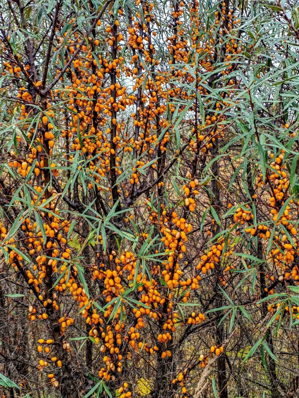 ПОДМОСКОВНЫЕ ДЮНЫ — поход на пустыню