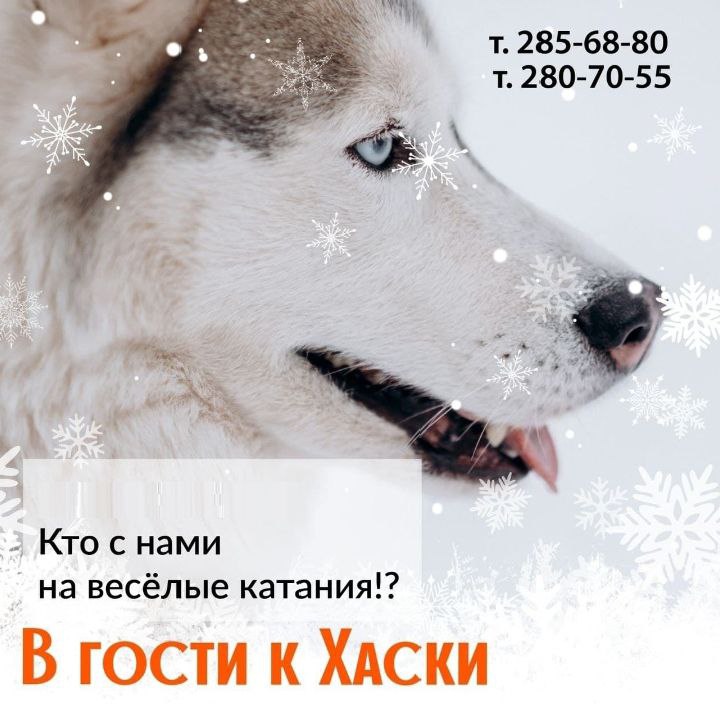 Катаемся с хаски