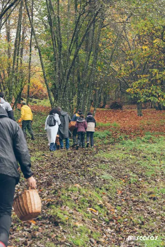 Поездка на грибной фестиваль
