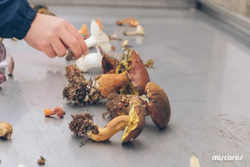 Поездка на грибной фестиваль