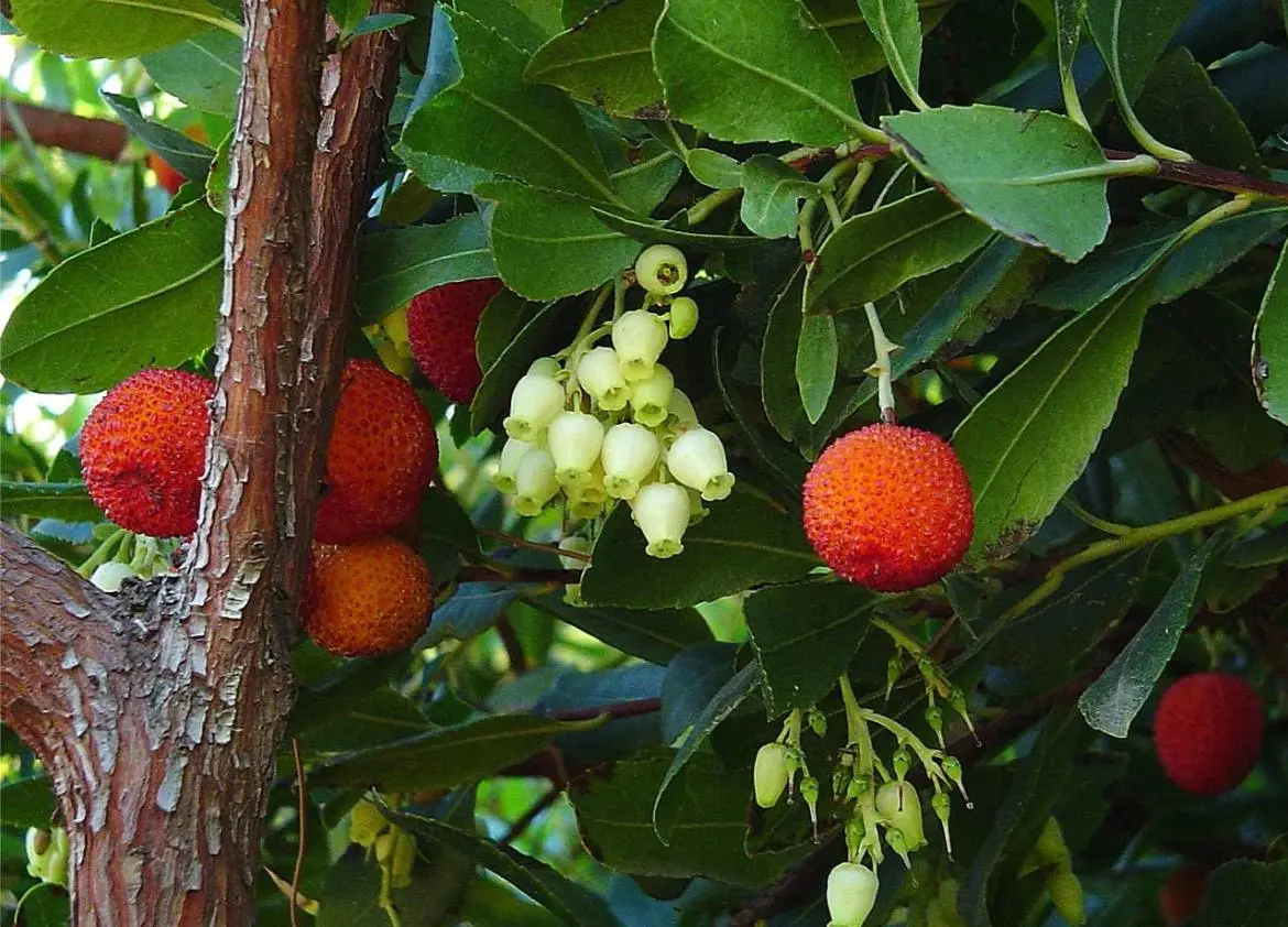 Съедобное&несъдобное