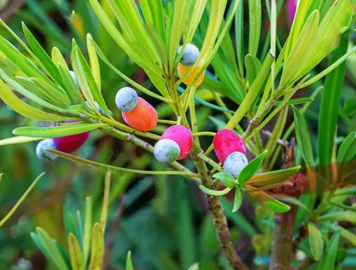 Съедобное&несъдобное