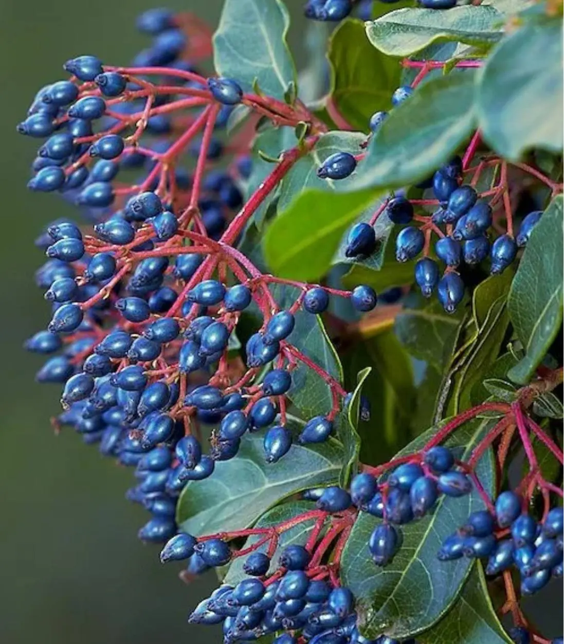 Съедобное&несъдобное