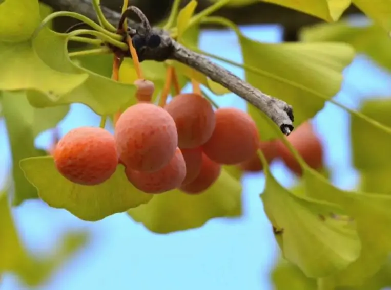 Съедобное&несъдобное