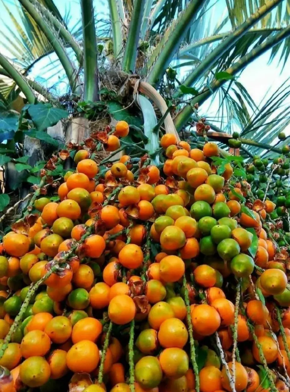 Съедобное&несъдобное