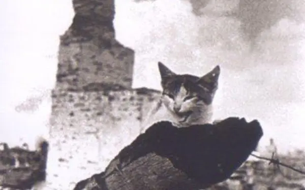 Тематическая беседа "Пушистый фронт"