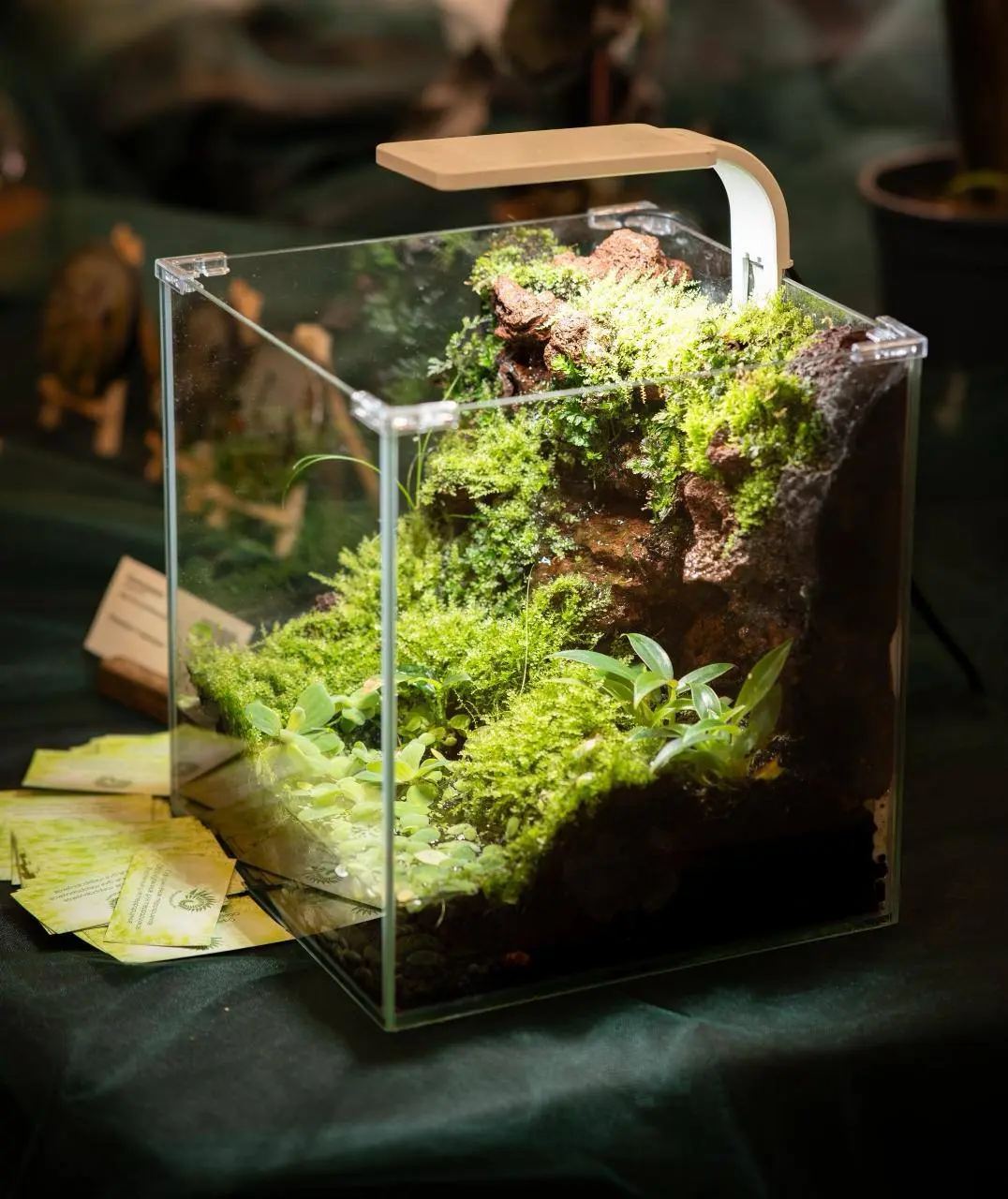 Флора Фест — зелёный фестиваль растений