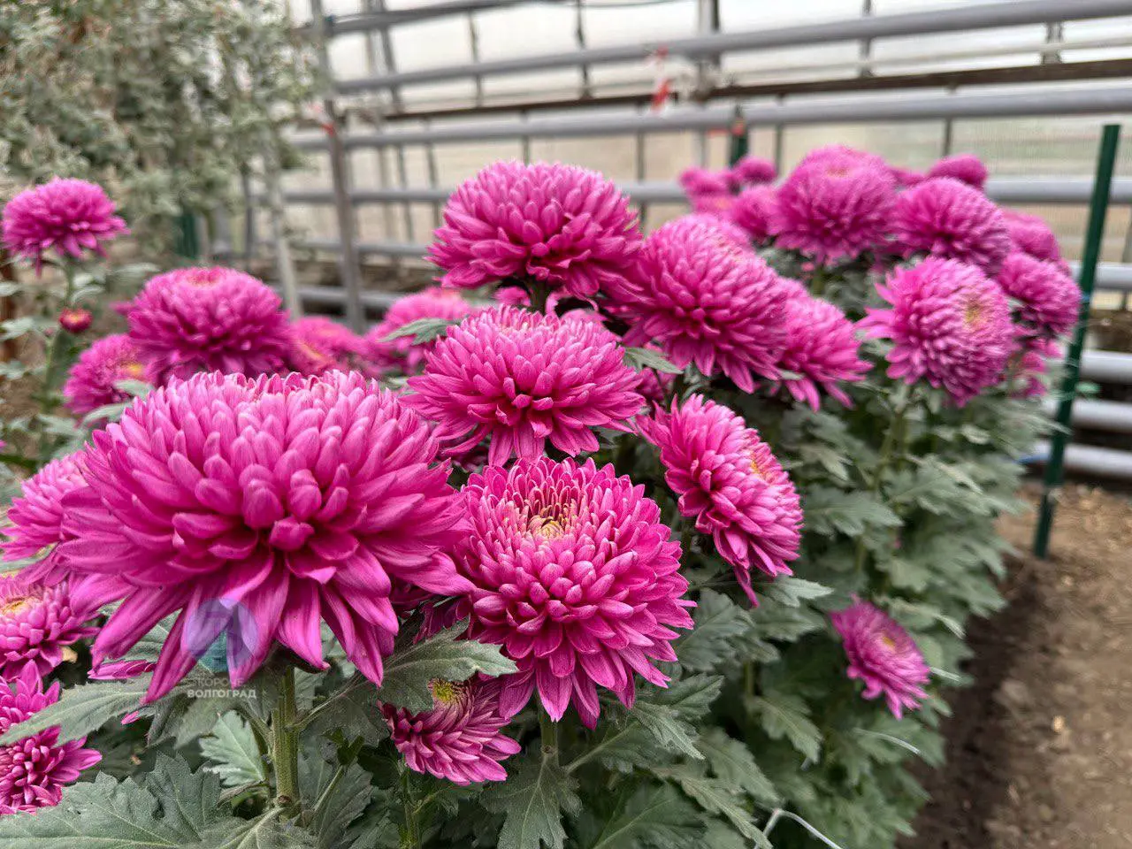 Бал хризантем