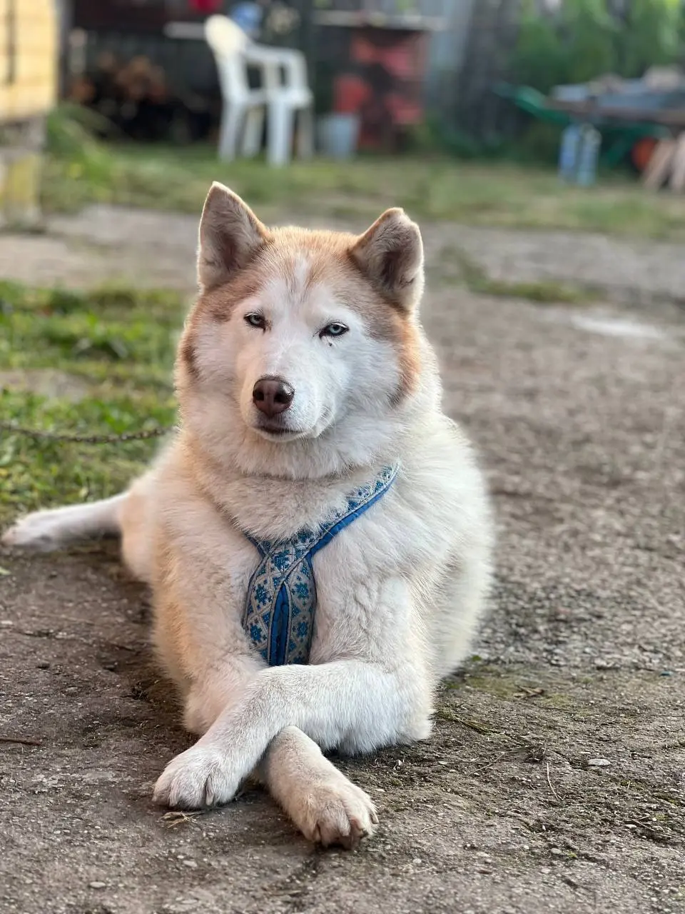 Увлекательное путешествие с ездовыми хаски