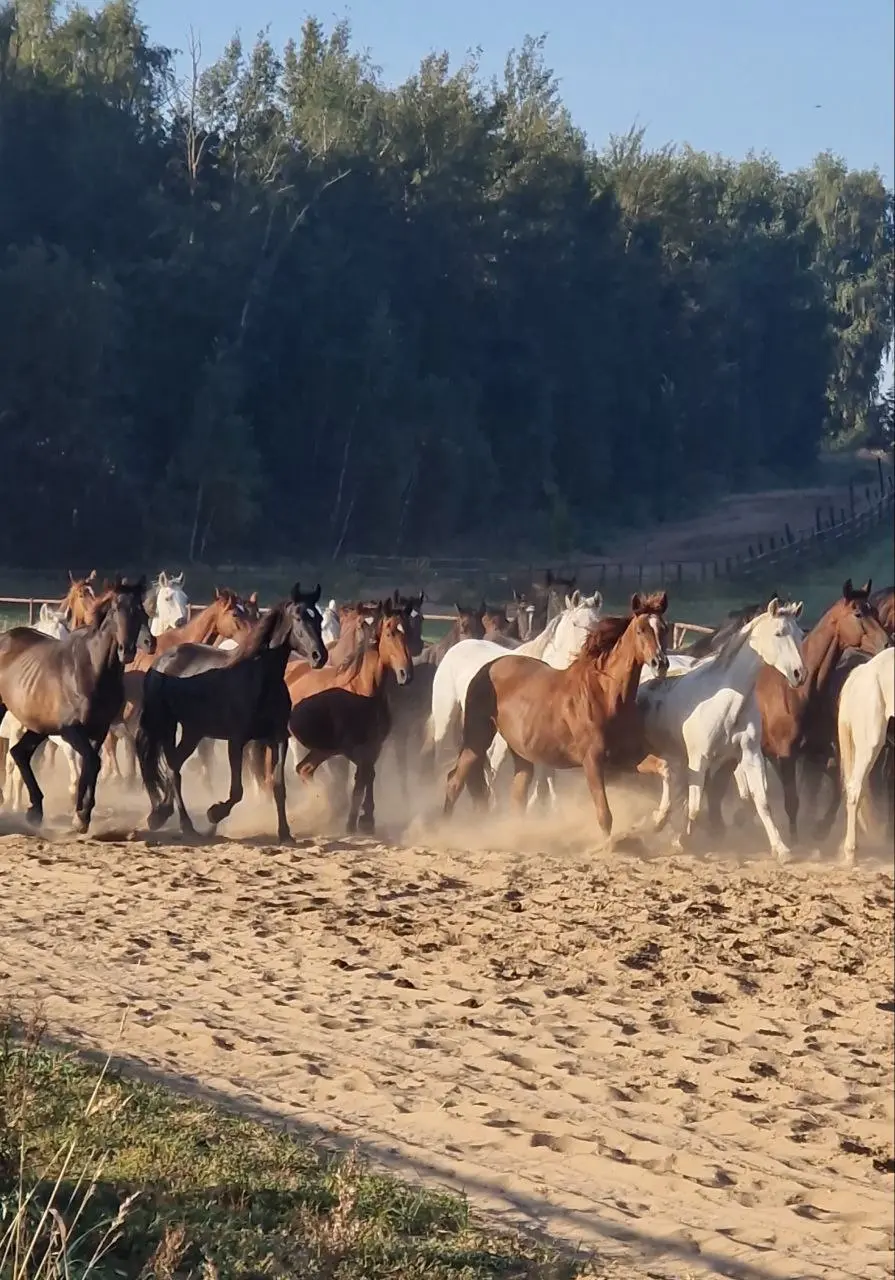 Земля дворянских лошадей поход